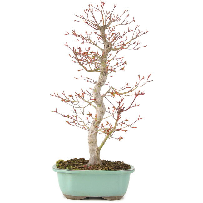 Acer palmatum, 47 cm, ± 15 jaar oud