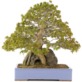 Acer buergerianum, 45 cm, ± 35 años