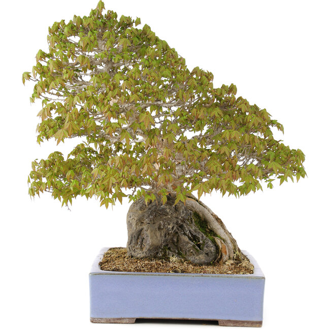 Acer buergerianum, 45 cm, ± 35 años, en una olla japonesa hecha a mano por Yamaaki
