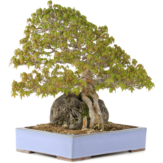 Acer buergerianum, 45 cm, ± 35 years old, in a handmade Japanese pot by Yamaaki