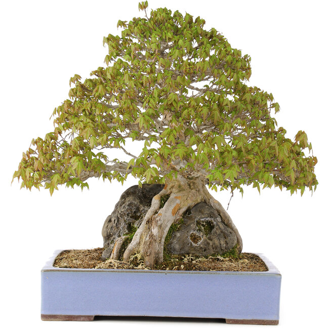 Acer buergerianum, 45 cm, ± 35 ans, dans un pot japonais fait main par Yamaaki