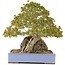 Acer buergerianum, 45 cm, ± 35 anni, in un vaso giapponese fatto a mano da Yamaaki