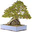 Acer buergerianum, 45 cm, ± 35 anni, in un vaso giapponese fatto a mano da Yamaaki