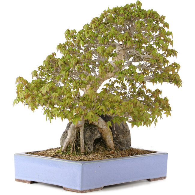 Acer buergerianum, 45 cm, ± 35 años, en una olla japonesa hecha a mano por Yamaaki