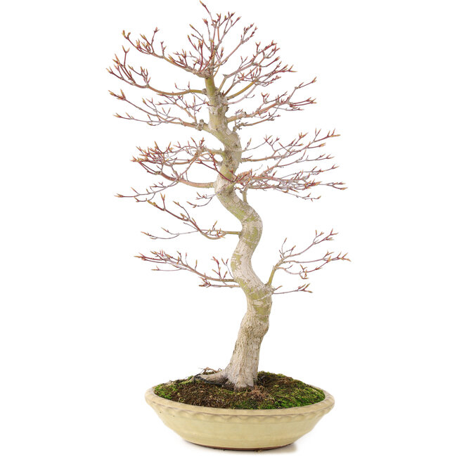 Acer palmatum, 50 cm, ± 15 jaar oud