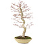 Acer palmatum, 50 cm, ± 15 years old