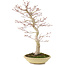 Acer palmatum, 50 cm, ± 15 anni