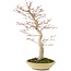 Acer palmatum, 50 cm, ± 15 jaar oud