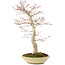 Acer palmatum, 50 cm, ± 15 jaar oud