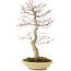 Acer palmatum, 50 cm, ± 15 jaar oud