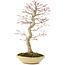 Acer palmatum, 50 cm, ± 15 jaar oud