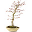 Acer palmatum, 50 cm, ± 15 jaar oud