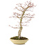 Acer palmatum, 50 cm, ± 15 jaar oud