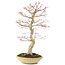Acer palmatum, 50 cm, ± 15 anni