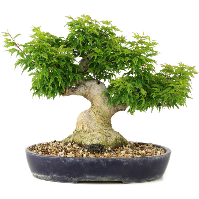 Acer palmatum Shishigashira, 32 cm, ± 20 años, con un nebari de 14 cm se injertan ramas