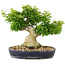 Acer palmatum Shishigashira, 32 cm, ± 20 ans, avec un nebari de branches de 14 cm sont greffées