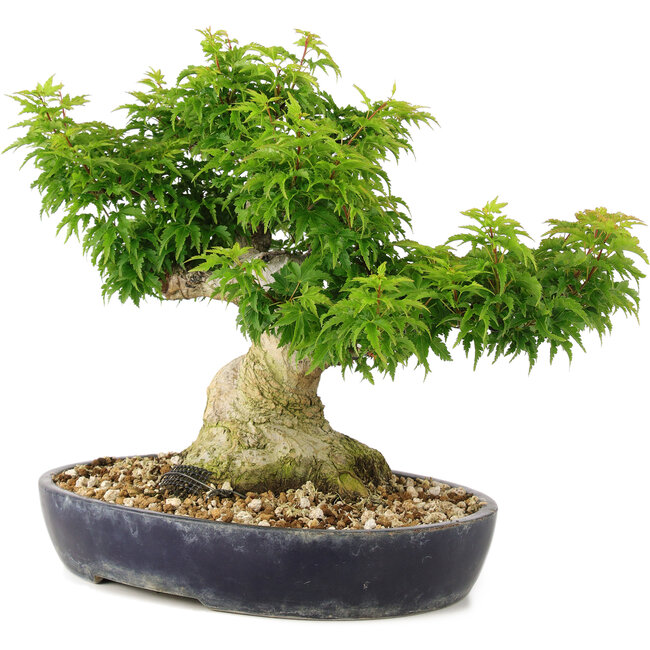Acer palmatum Shishigashira, 32 cm, ± 20 ans, avec un nebari de branches de 14 cm sont greffées