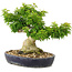 Acer palmatum Shishigashira, 32 cm, ± 20 jaar oud, met een nebari van 14 cm worden takken geënt