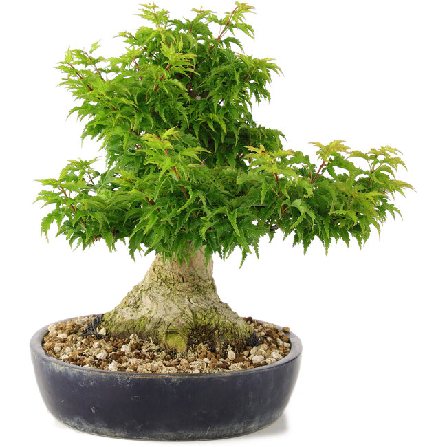 Acer palmatum Shishigashira, 32 cm, ± 20 Jahre alt, mit einem Nebari von 14 cm sind Äste veredelt