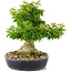 Acer palmatum Shishigashira, 32 cm, ± 20 anni, con un nebari di 14 cm rami innestati