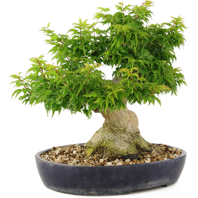 Acer palmatum Shishigashira, 32 cm, ± 20 años, con un nebari de 14 cm se injertan ramas