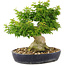 Acer palmatum Shishigashira, 32 cm, ± 20 ans, avec un nebari de branches de 14 cm sont greffées