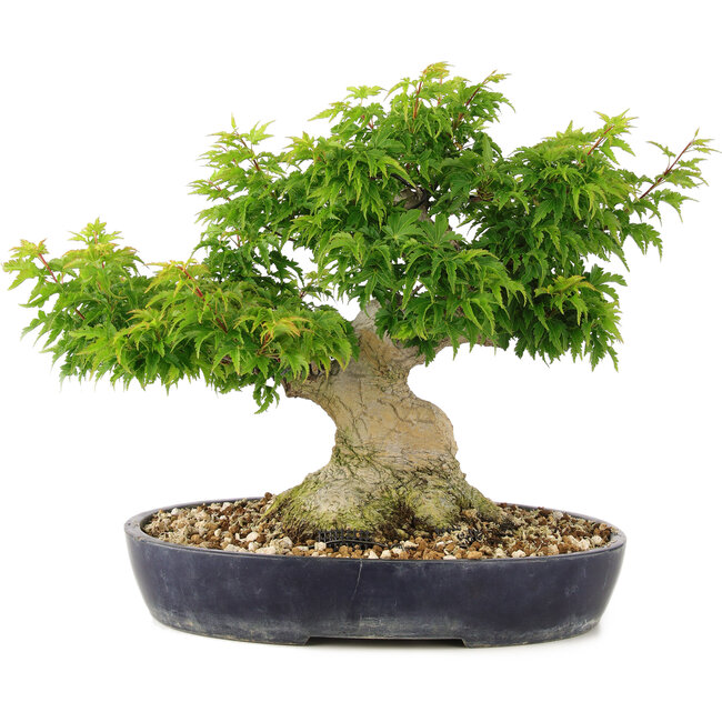 Acer palmatum Shishigashira, 32 cm, ± 20 años, con un nebari de 14 cm se injertan ramas
