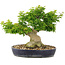 Acer palmatum Shishigashira, 32 cm, ± 20 años, con un nebari de 14 cm se injertan ramas