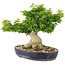 Acer palmatum Shishigashira, 32 cm, ± 20 jaar oud, met een nebari van 14 cm worden takken geënt