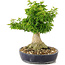 Acer palmatum Shishigashira, 32 cm, ± 20 ans, avec un nebari de branches de 14 cm sont greffées