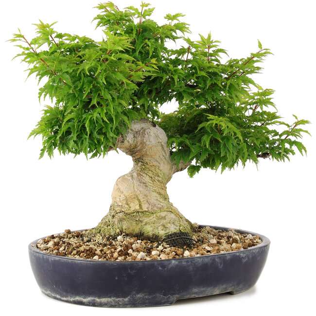 Acer palmatum Shishigashira, 32 cm, ± 20 jaar oud, met een nebari van 14 cm worden takken geënt