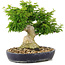 Acer palmatum Shishigashira, 32 cm, ± 20 años, con un nebari de 14 cm se injertan ramas