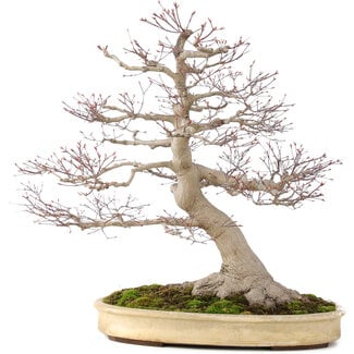 Acer palmatum, 65 cm, ± 50 Jahre alt