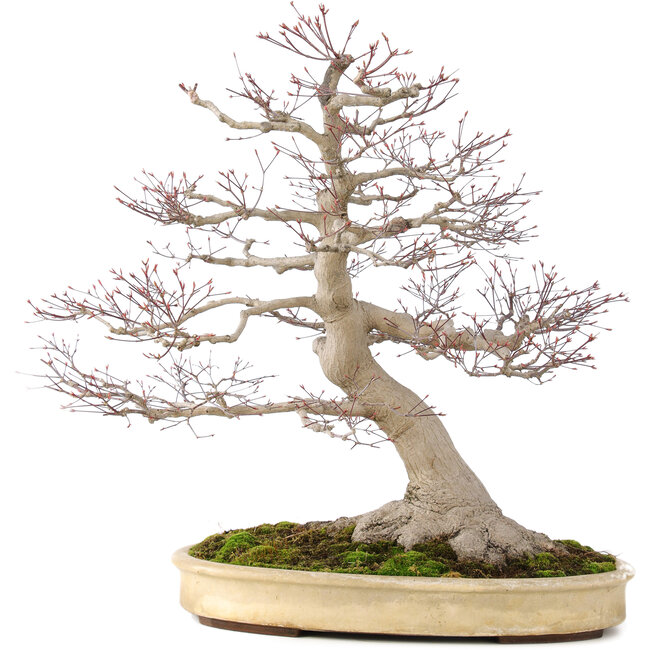 Acer palmatum, 65 cm, ± 50 jaar oud, met een nebari van 25 cm in handgemaakte Japanse pot van Yamaaki