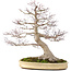 Acer palmatum, 65 cm, ± 50 years old, with a nebari of 25 cm in a handmade Japanese pot by Yamaaki