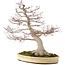 Acer palmatum, 65 cm, ± 50 años, con nebari de 25 cm en maceta japonesa hecha a mano por Yamaaki
