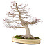 Acer palmatum, 65 cm, ± 50 years old, with a nebari of 25 cm in a handmade Japanese pot by Yamaaki