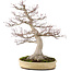 Acer palmatum, 65 cm, ± 50 years old, with a nebari of 25 cm in a handmade Japanese pot by Yamaaki