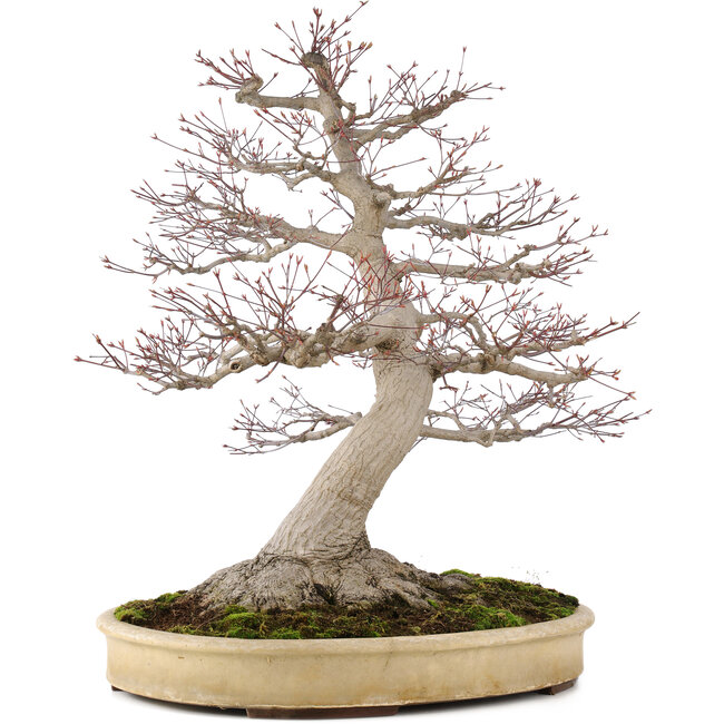 Acer palmatum, 65 cm, ± 50 ans, avec un nebari de 25 cm dans un pot japonais fait main par Yamaaki