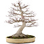 Acer palmatum, 65 cm, ± 50 anni, con un nebari di 25 cm in un vaso giapponese fatto a mano da Yamaaki