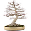 Acer palmatum, 65 cm, ± 50 years old, with a nebari of 25 cm in a handmade Japanese pot by Yamaaki