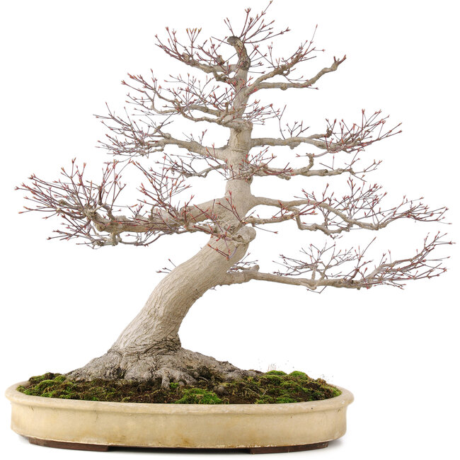 Acer palmatum, 65 cm, ± 50 jaar oud, met een nebari van 25 cm in handgemaakte Japanse pot van Yamaaki