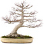 Acer palmatum, 65 cm, ± 50 ans, avec un nebari de 25 cm dans un pot japonais fait main par Yamaaki