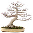 Acer palmatum, 65 cm, ± 50 years old, with a nebari of 25 cm in a handmade Japanese pot by Yamaaki