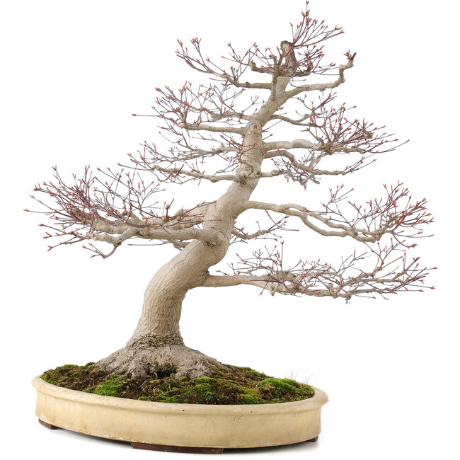Acer palmatum, 65 cm, ± 50 ans, avec un nebari de 25 cm dans un pot japonais fait main par Yamaaki
