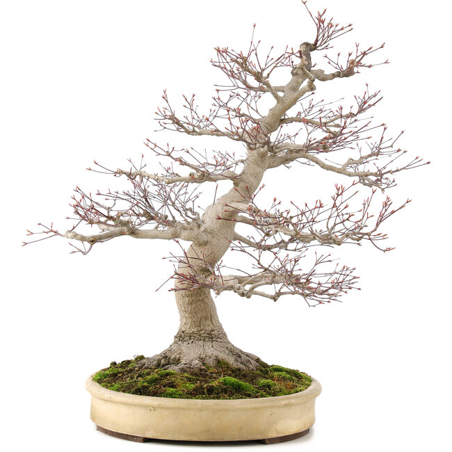 Acer palmatum, 65 cm, ± 50 ans, avec un nebari de 25 cm dans un pot japonais fait main par Yamaaki