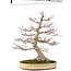 Acer palmatum, 65 cm, ± 50 anni, con un nebari di 25 cm in un vaso giapponese fatto a mano da Yamaaki