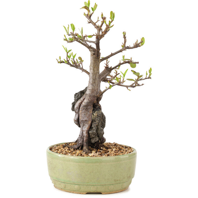 Pyracantha, 25 cm, ± 8 Jahre alt
