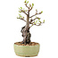 Pyracantha, 25 cm, ± 8 Jahre alt