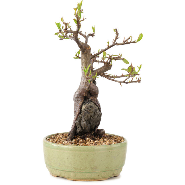 Pyracantha, 25 cm, ± 8 ans